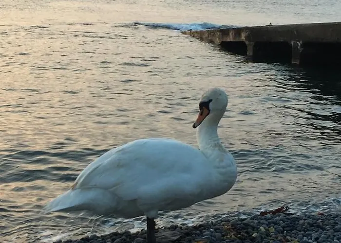 Wild Atlantic View *